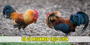 Đá gà Myanmar trực tuyến hội tụ những nét đẹp chọi kê